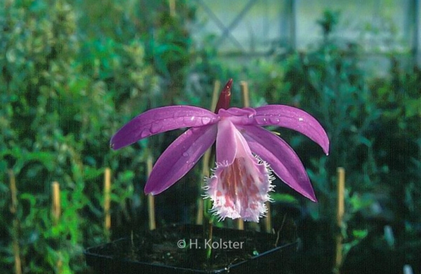 Pleione bulbocodioides