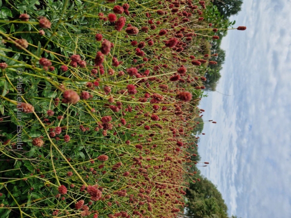 Sanguisorba 'Beetlewings' - Afbeelding 2