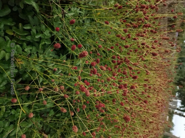 Sanguisorba 'Beetlewings'