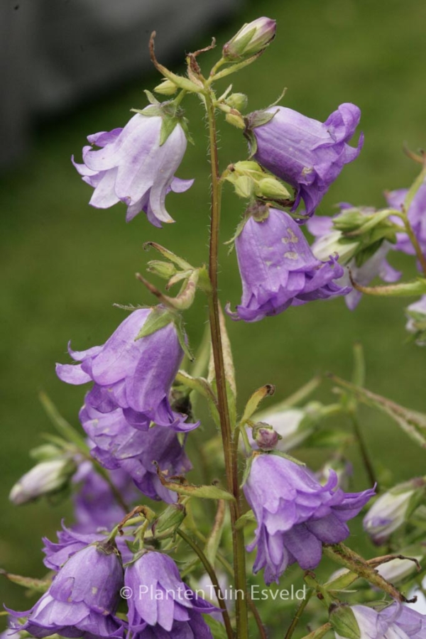 Campanula trachelium 'Bernice' - Afbeelding 2