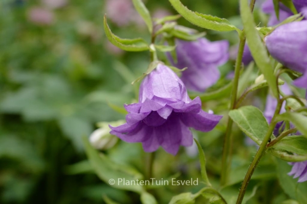 Campanula trachelium 'Bernice' - Afbeelding 3