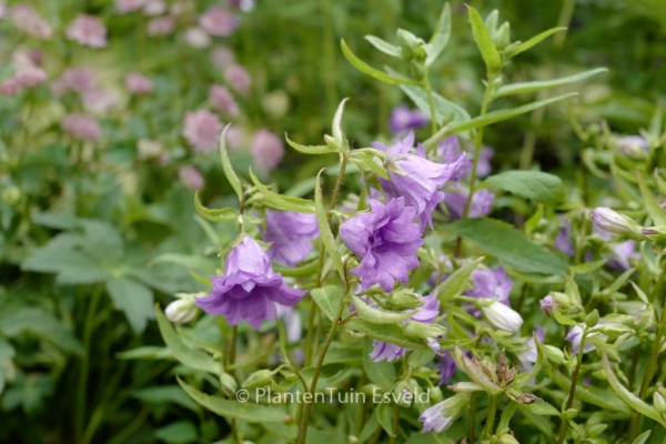 Campanula trachelium 'Bernice' - Afbeelding 4