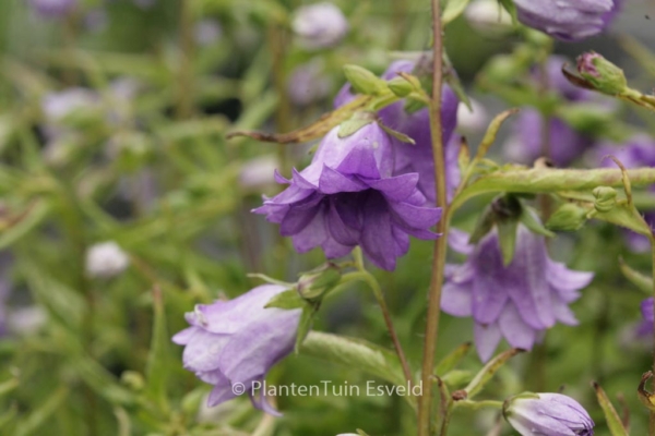 Campanula trachelium 'Bernice'