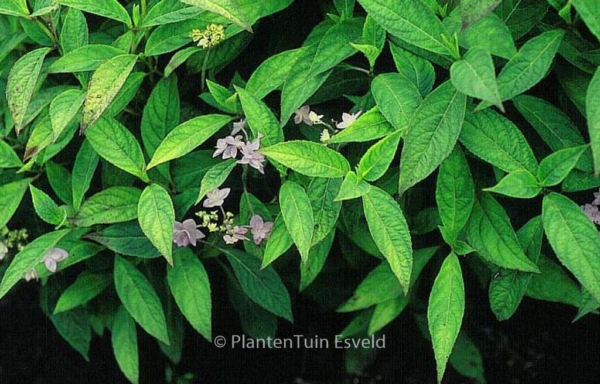 Hydrangea serrata 'Shichidanka-nishiki'