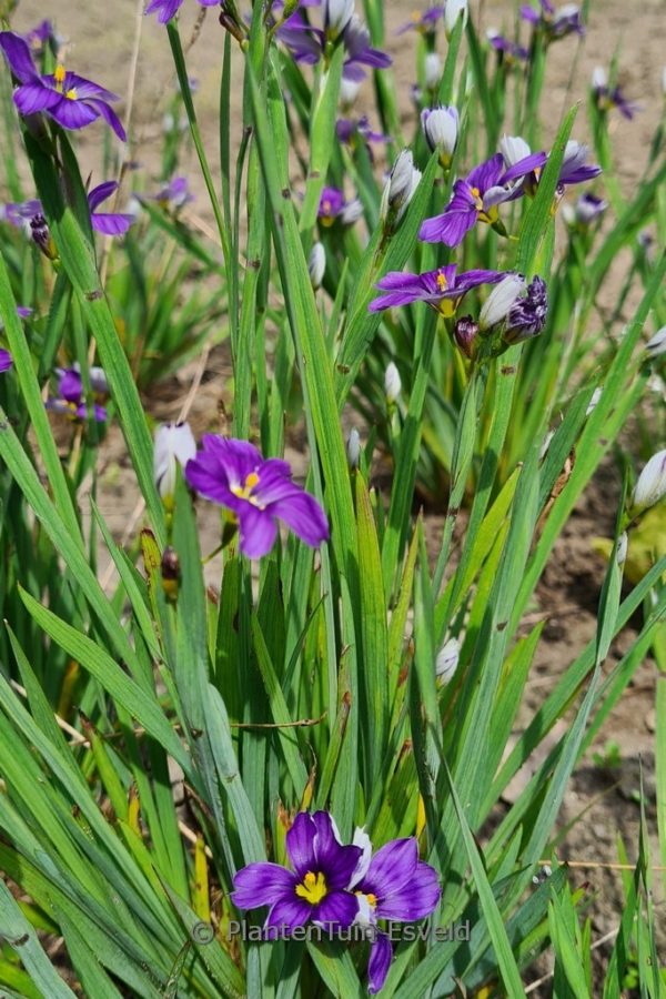 Sisyrinchium angustifolium 'Lucerne' - Afbeelding 2