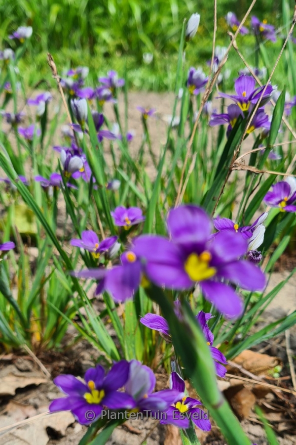 Sisyrinchium angustifolium 'Lucerne' - Afbeelding 3