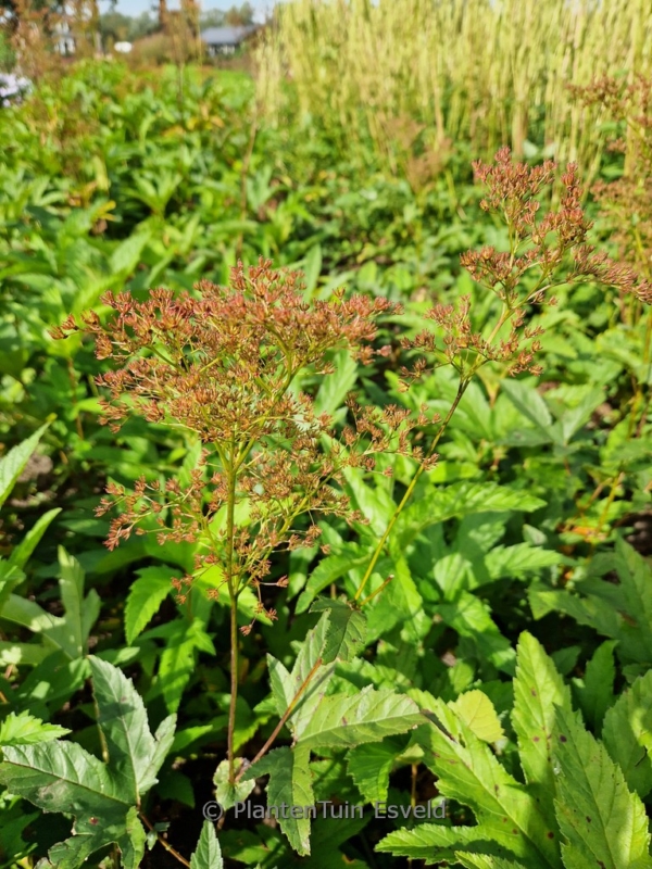 Filipendula rubra 'Venusta' - Afbeelding 4