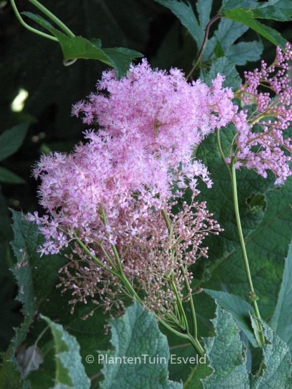 Filipendula rubra 'Venusta' - Afbeelding 6