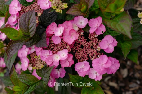 Hydrangea serrata 'Jpd01' (DAREDEVIL) - Afbeelding 2