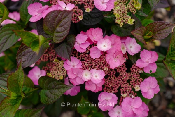 Hydrangea serrata 'Jpd01' (DAREDEVIL) - Afbeelding 3