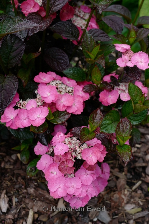 Hydrangea serrata 'Jpd01' (DAREDEVIL) - Afbeelding 4