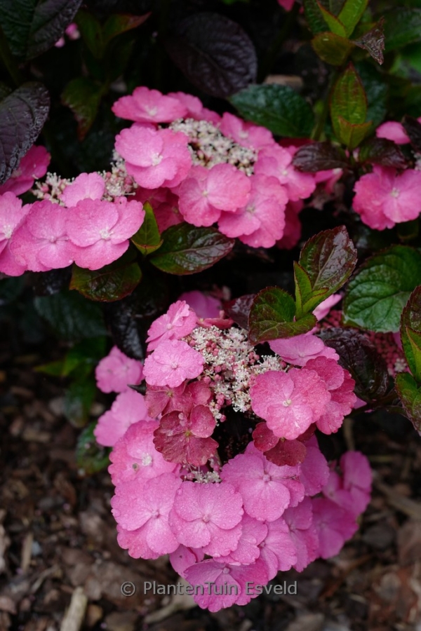 Hydrangea serrata 'Jpd01' (DAREDEVIL) - Afbeelding 5