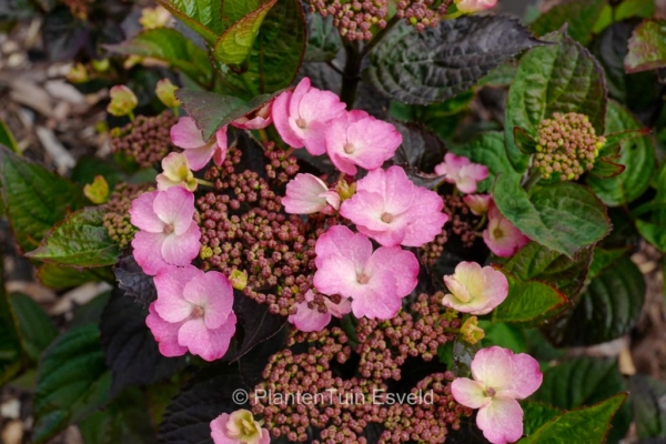 Hydrangea serrata 'Jpd01' (DAREDEVIL)