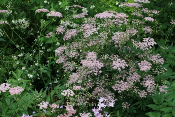 Pimpinella major 'Rosea' - Afbeelding 2