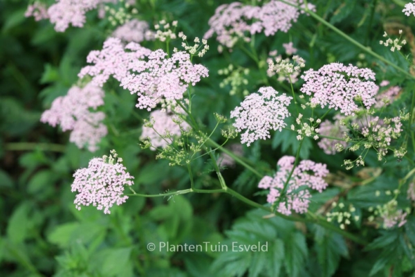 Pimpinella major 'Rosea' - Afbeelding 3