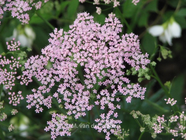 Pimpinella major 'Rosea' - Afbeelding 4