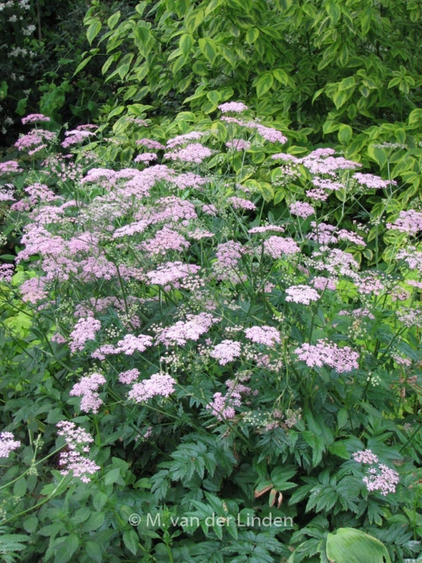 Pimpinella major 'Rosea' - Afbeelding 5