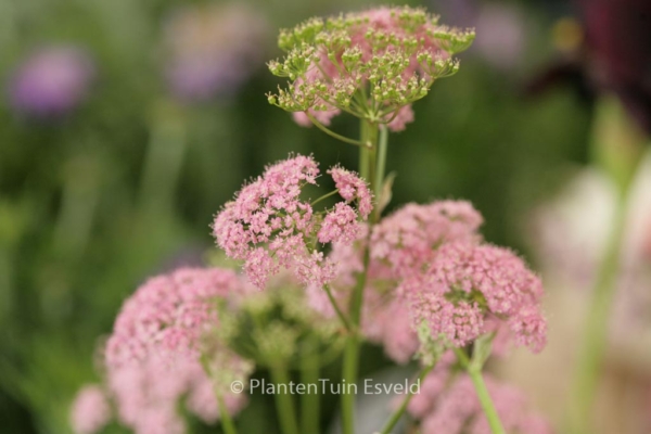 Pimpinella major 'Rosea' - Afbeelding 6