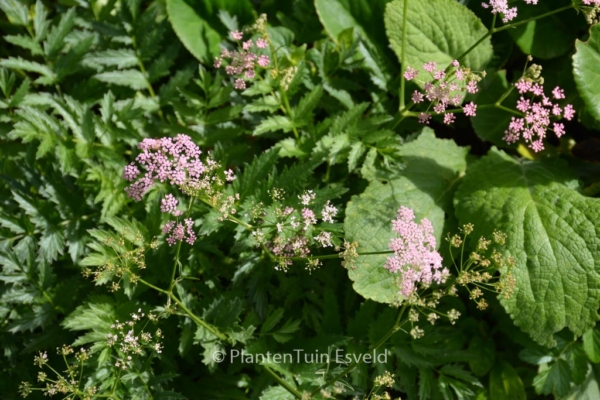 Pimpinella major 'Rosea' - Afbeelding 7