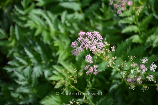 Pimpinella major 'Rosea' - Afbeelding 8