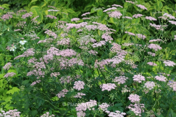 Pimpinella major 'Rosea'