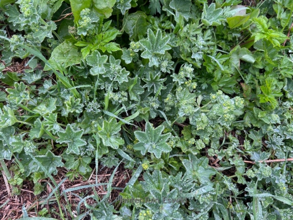 Alchemilla conjuncta