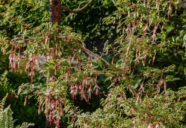 Fuchsia magellanica var. arauco - Afbeelding 2