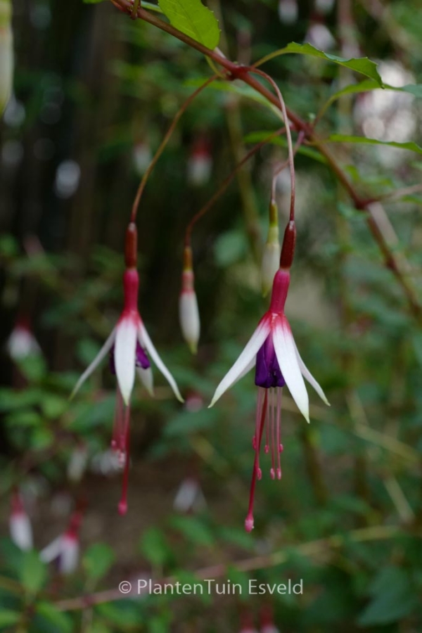 Fuchsia magellanica var. arauco