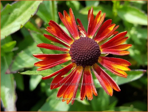 Helenium 'Siesta'