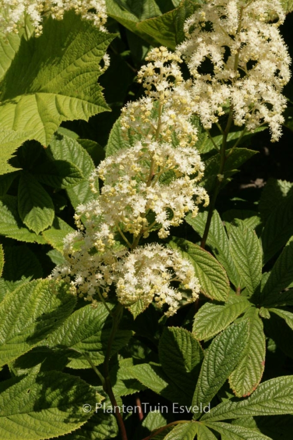 Rodgersia pinnata 'Alba'