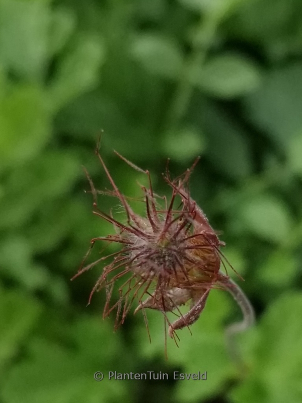 Geum rivale 'Leonard's Variety' - Afbeelding 3