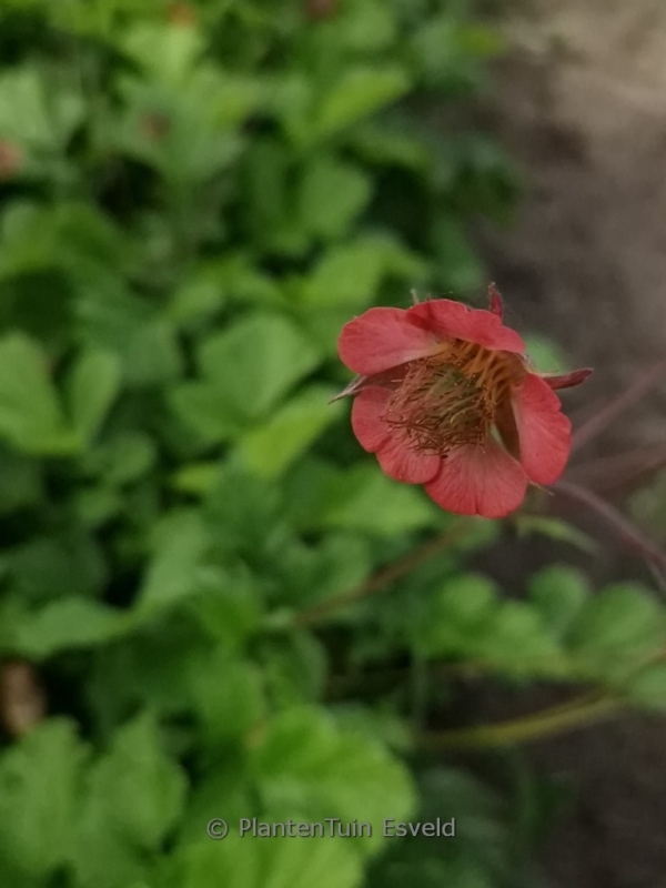 Geum rivale 'Leonard's Variety'