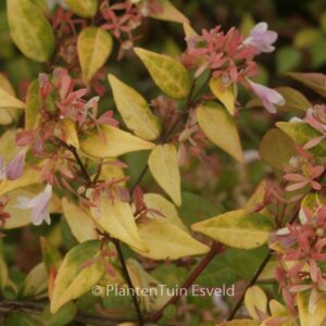 Abelia grandiflora 'Francis Mason'