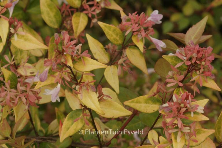 Abelia grandiflora 'Francis Mason'