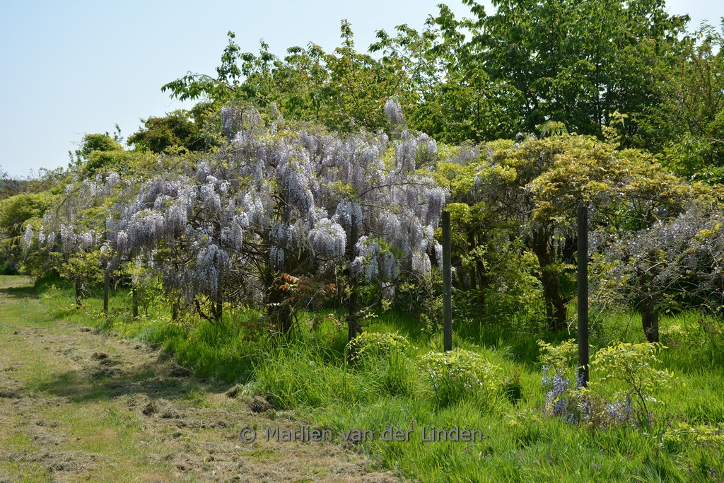 Wisteria flor. 'White with blue Eye' KIMONO - Afbeelding 2