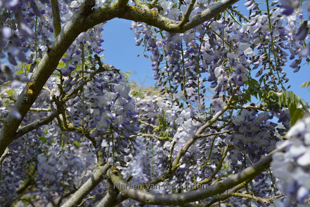 Wisteria flor. 'White with blue Eye' KIMONO - Afbeelding 3