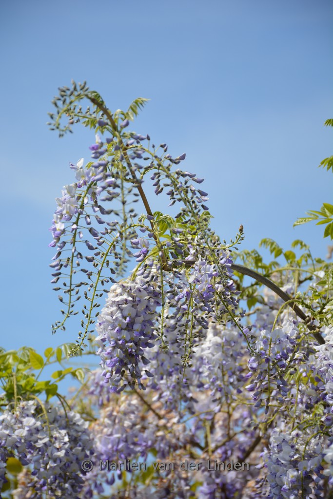 Wisteria flor. 'White with blue Eye' KIMONO - Afbeelding 4
