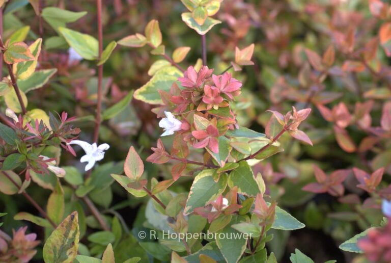 Abelia grandiflora 'Abelops02' (MYSTIC DAYDREAM)