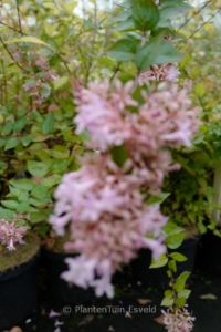 Abelia grandiflora 'Canyon Creek'