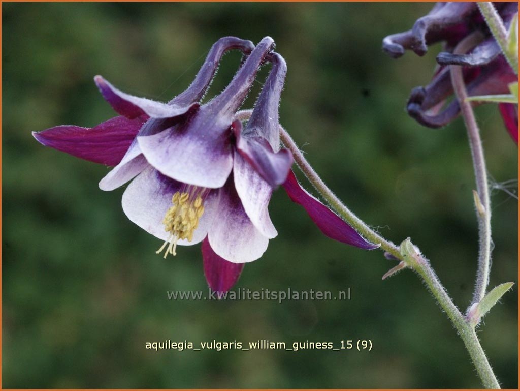 Aquilegia vulgaris 'William Guiness'