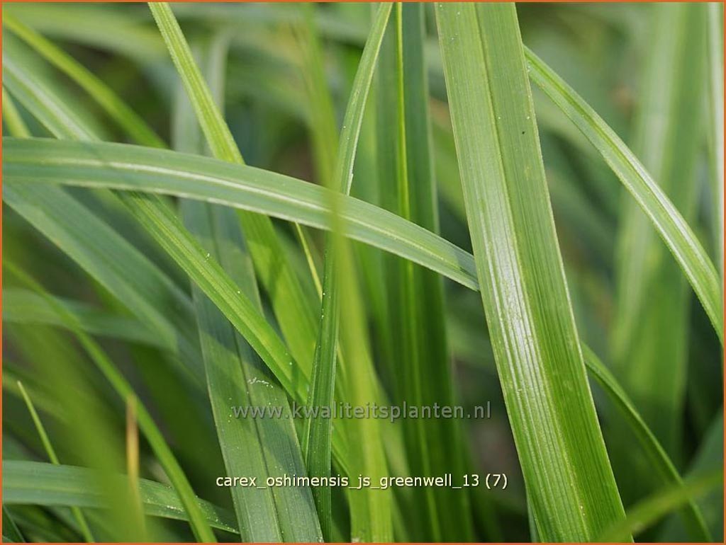 Carex oshimensis 'J.S. Greenwell'