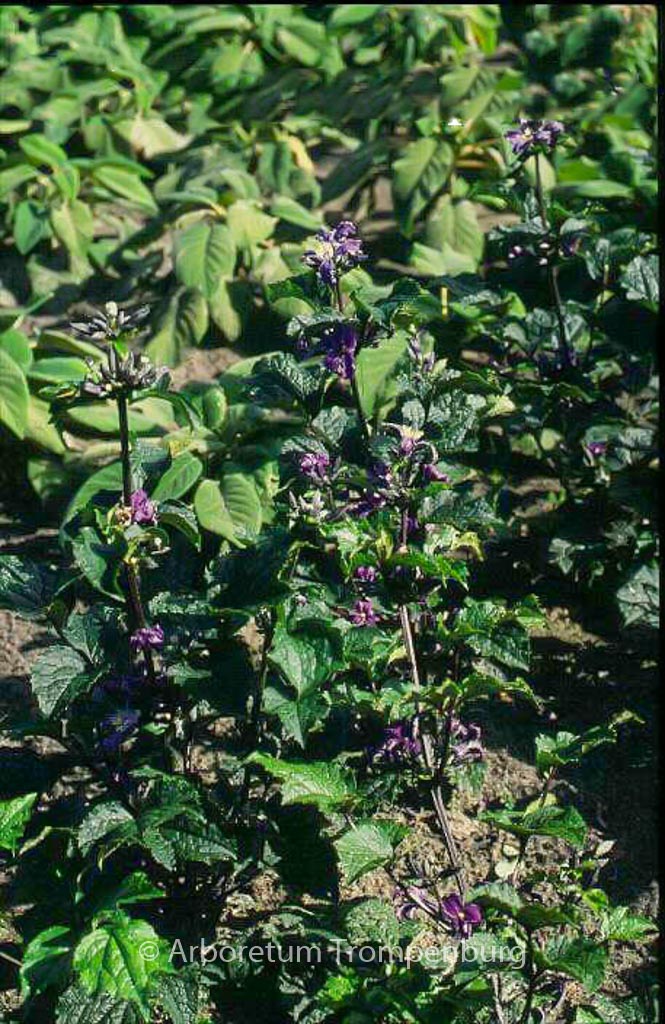 Clematis heracleifolia 'China Purple'