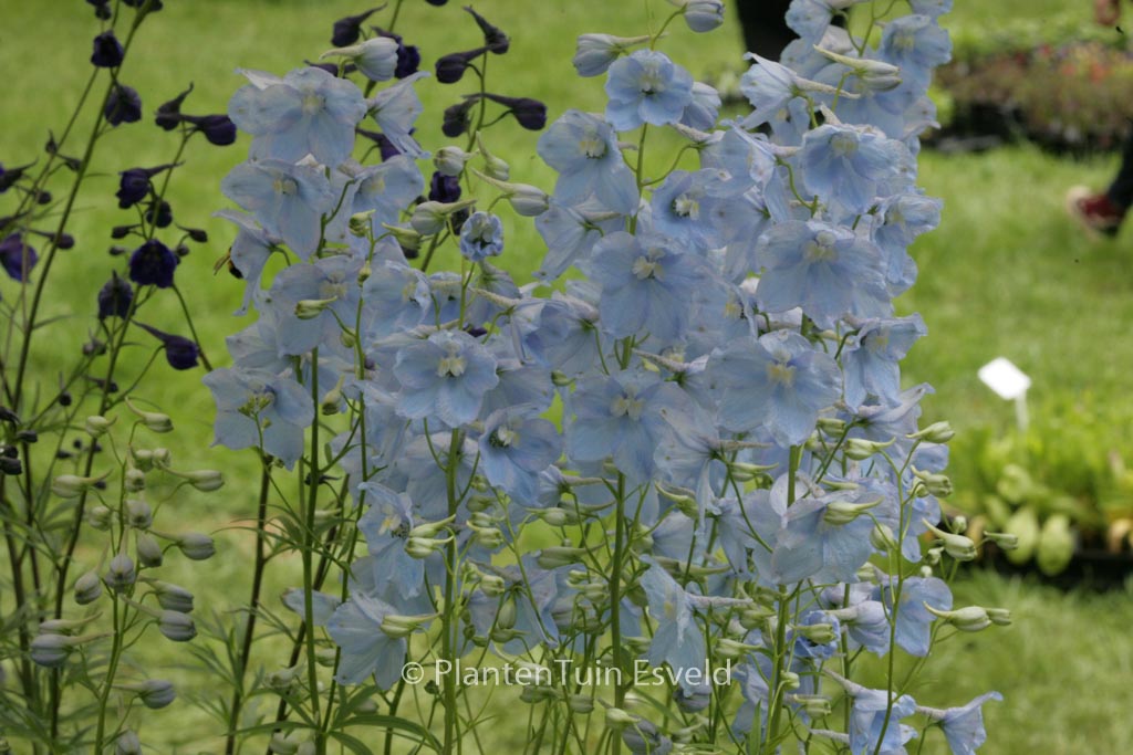 Delphinium 'Ballkleid'