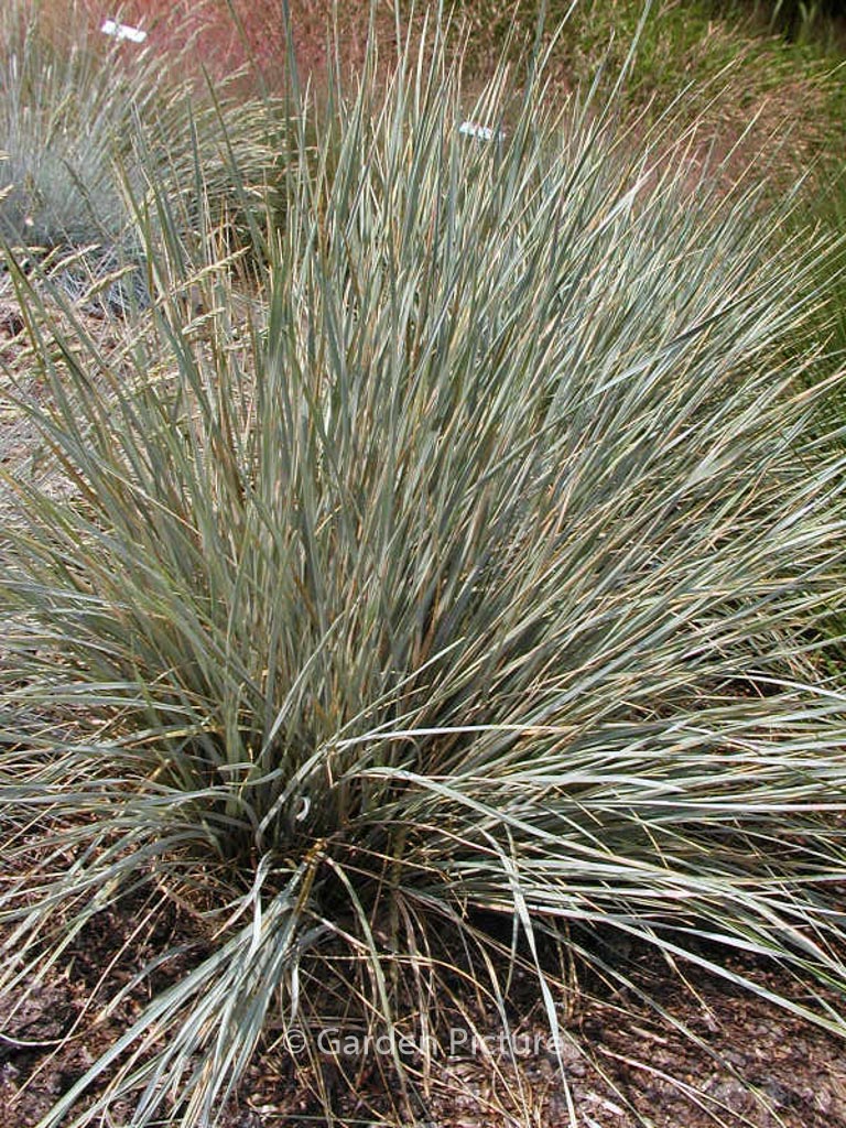 Helictotrichon sempervirens 'Saphirsprudel'