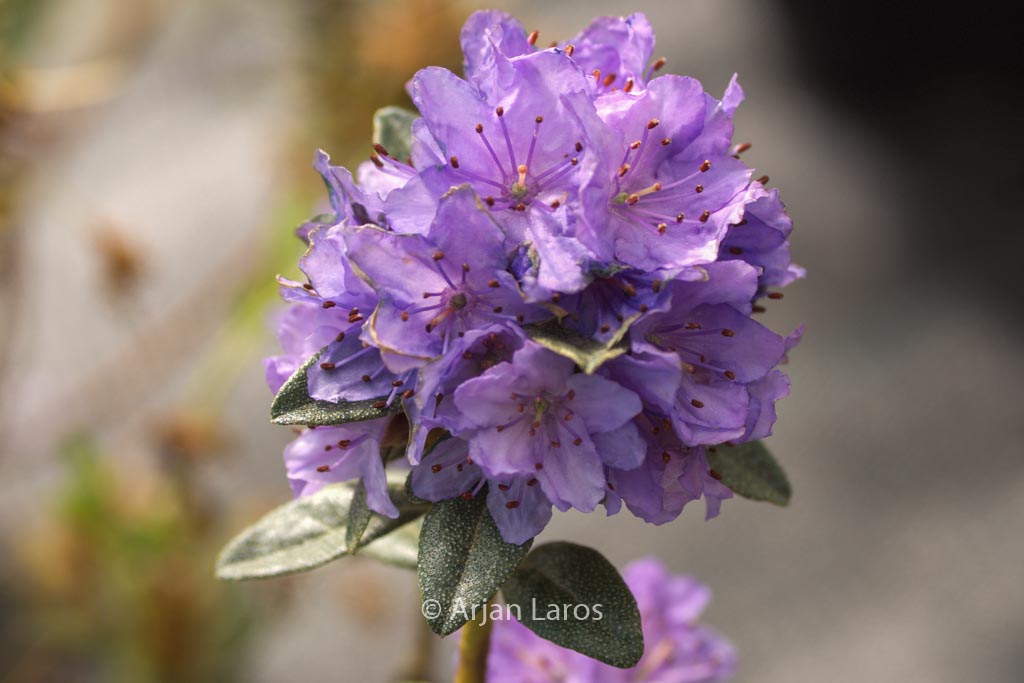 Rhododendron tsaii