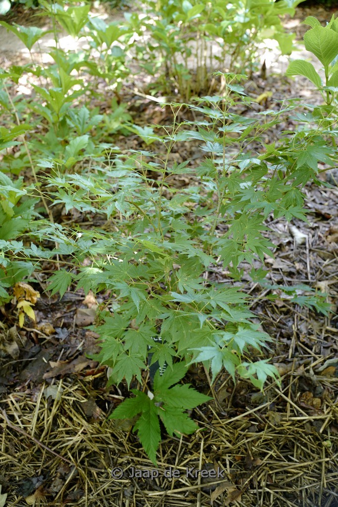 Acer palmatum 'Festival'