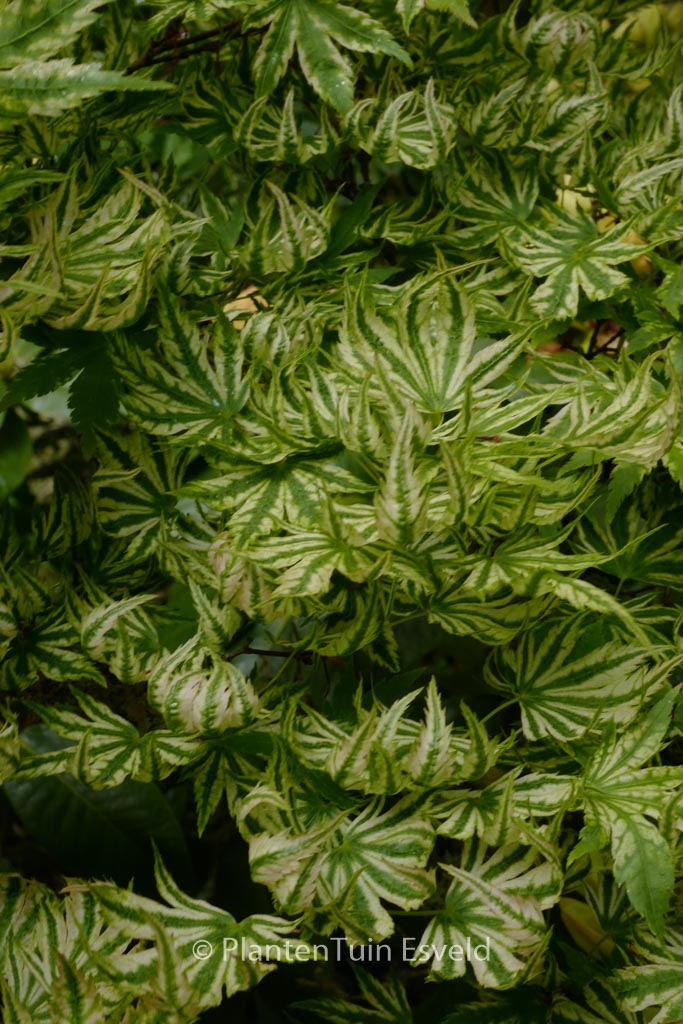 Acer palmatum 'Higasa-yama'