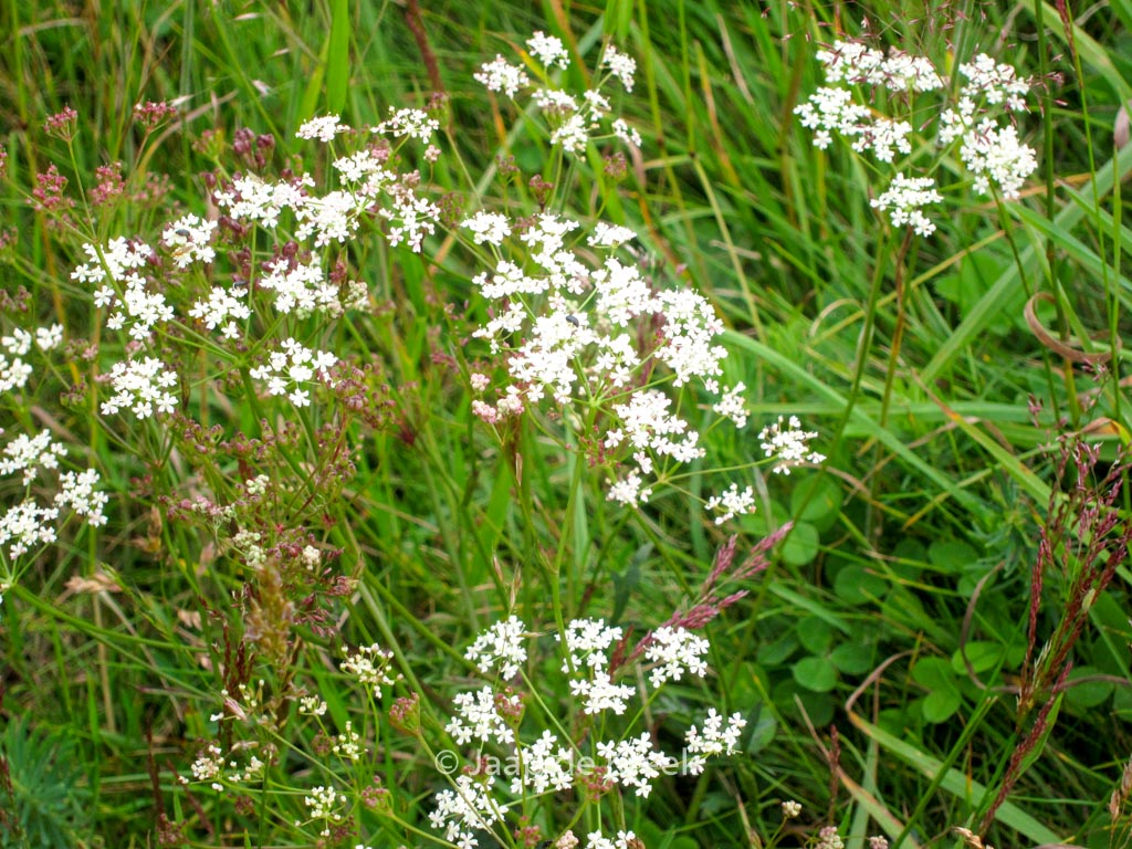 Anthriscus sylvestris