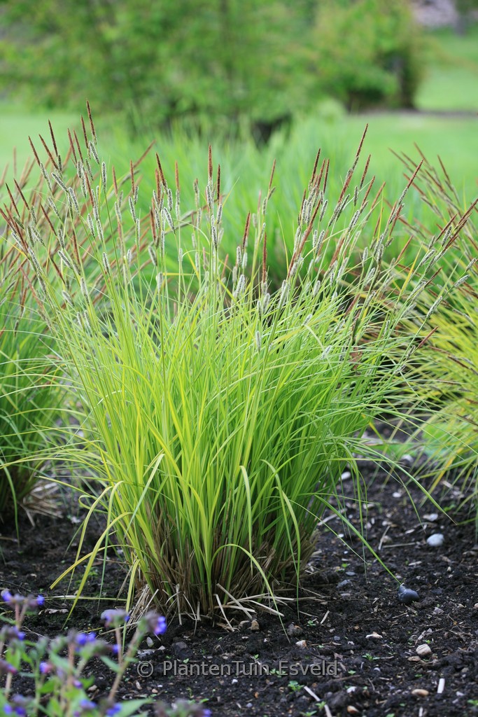 Carex elata 'Aurea'