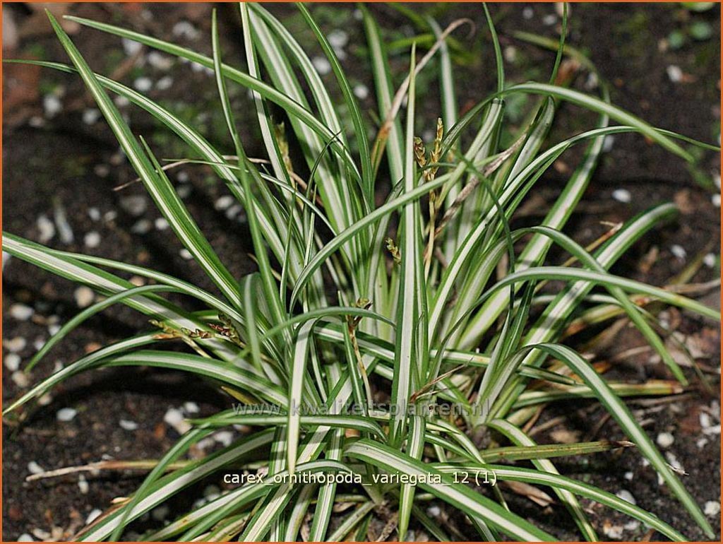 Carex ornithopoda 'Variegata'